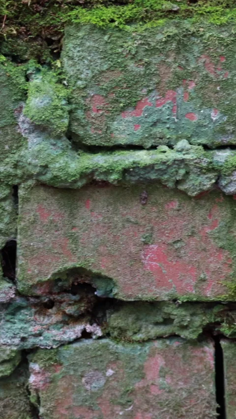 Moss covered old brick wall, smooth slider motion. Vertical Stock Footage 342936651