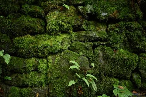 Moss-covered old masonry Stock Photos
