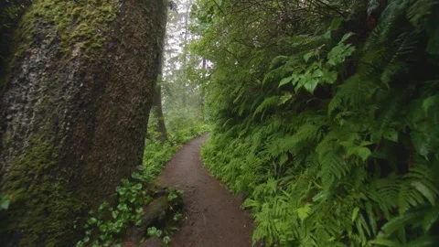 Moss-covered Path Winding Through Lush Greenery on Cape Lookout Trail, Coastal O Stock Footage 326710218