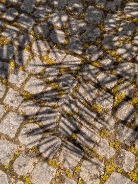 A moss-covered paving slab with a delicate shadow cast by leaves Stock Photos
