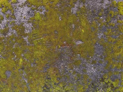 Moss-covered Stock Photos