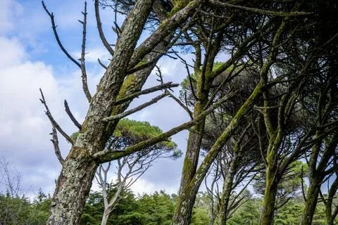 Moss covered pine trunks under cloudy sky Stock Photos