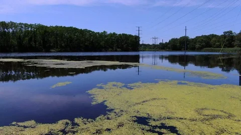 Moss Covered Pond Fly Over Stock Footage 115077530