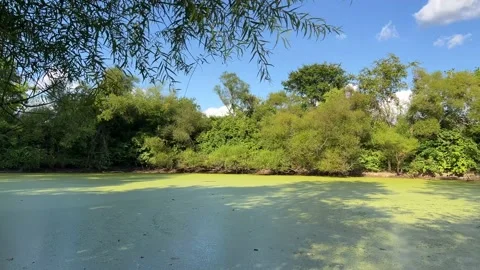 Moss Covered Pond Stock Footage 206257544