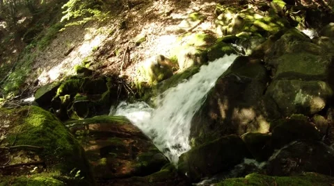Moss-Covered Rapids of Mountainous River in Forest Stock Footage 66574907