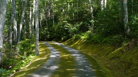 Moss covered road is surrounded by mature trees and a moss covered hillside Stock Footage 99117345