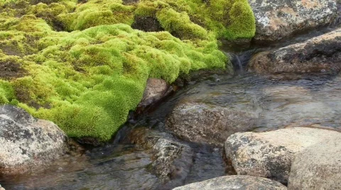 Moss covered rock and stream (w/sound) Stock Footage 208588