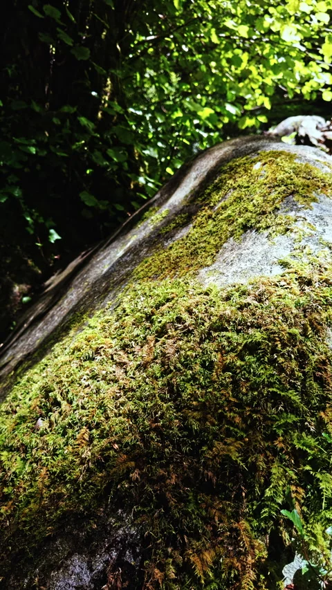 Moss-Covered Rock in Dense Forest Stock Footage 279503096