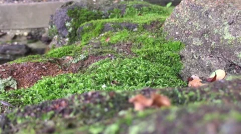 Moss covered rock Stockbeeldmateriaal 51497604