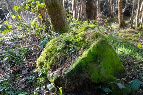 A moss covered rock in a forest 스톡 사진