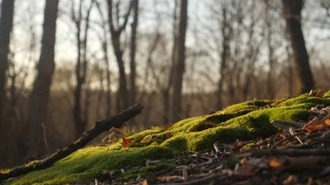 A moss covered rock in a forest with trees in the background Stock Footage 236852531