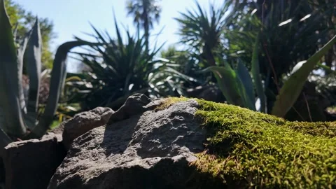 Moss Covered Rock In Garden Vídeo Stock 345253741