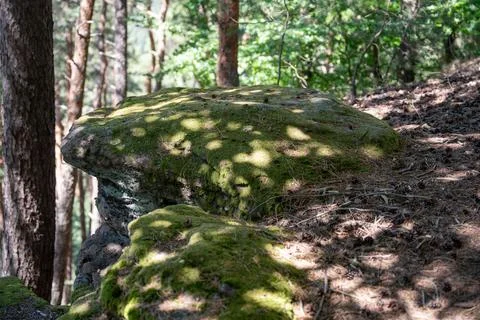 Moss-Covered Rock in Sunlit Pine Forest With Dappled Shade and Pine Needle .. Stock Photos