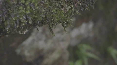 Moss Covered Rock Surface Close-Up Stock-Footage 343556867