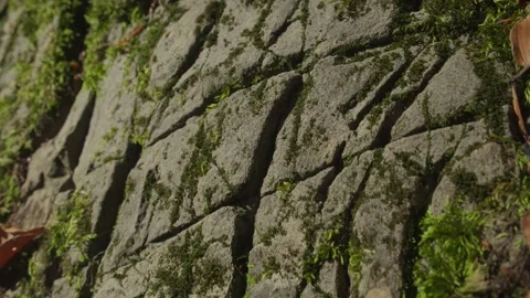 Moss-Covered Rock Surface with Fallen Leaves in Forest Stock Footage 289637633