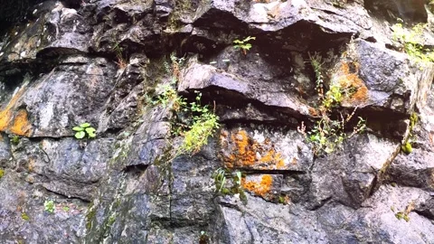 Moss Covered Rock Surface in Nature Video stock 338322096