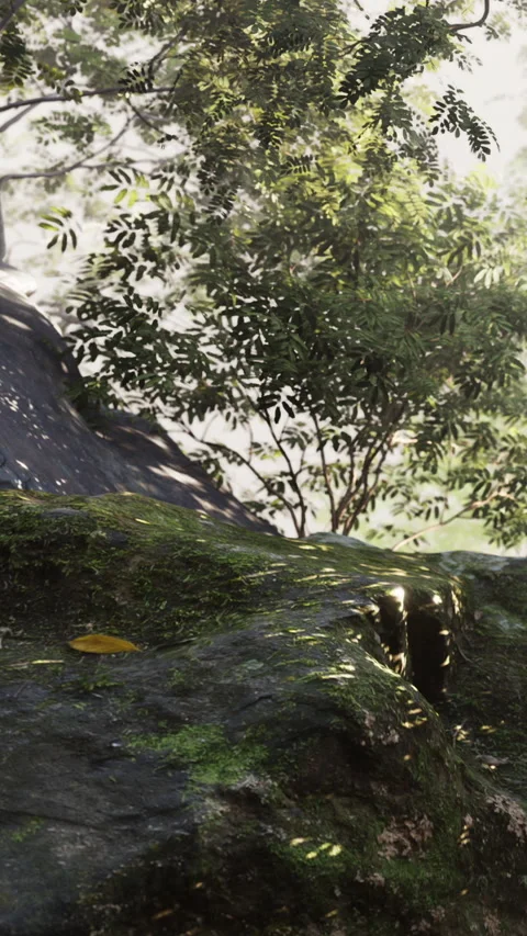 Moss covered rock with a tree in the background during bright daylight Stock Footage 342189372