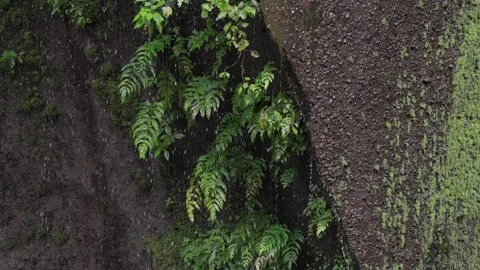 Moss-Covered Rock Wall with Flowing Water in Summer Gorge Stock Footage 316967684