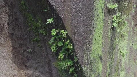 Moss-Covered Rock Wall with Flowing Water in Summer Gorge Stock Footage 316967690