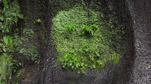 Moss-Covered Rock Wall with Flowing Water in Summer Gorge Stock Footage 316967692