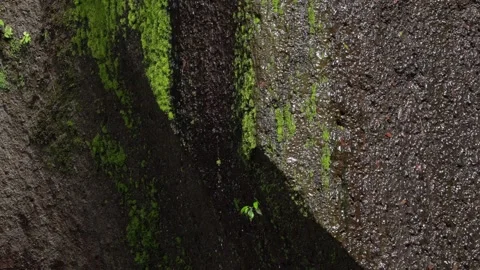 Moss-Covered Rock Wall with Flowing Water in Summer Gorge Stock Footage 316967694