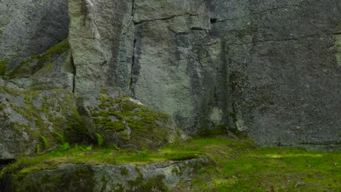 Moss-Covered Rock Wall in the Forest Video stock 316301755