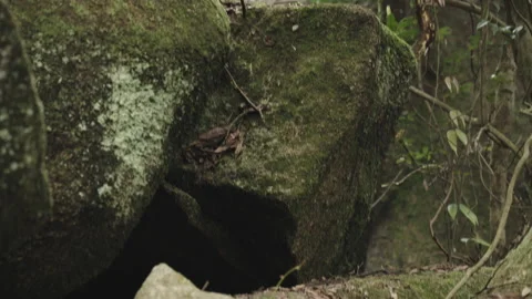 Moss Covered Rocks and Dark Cave Entrance in Forest Stock Footage 335435920