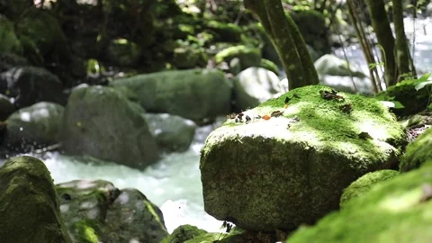 Moss Covered Rocks and Flowing Water in a Peaceful Forest Stream Vídeos de archivo 344101614