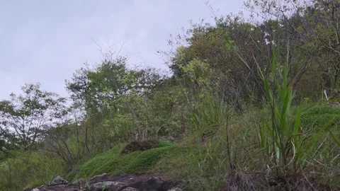Moss Covered Rocks and Tall Wild Grass on Green Mountain Slope Видео 344863685