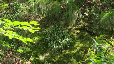 Moss Covered Rocks and Wild Grass in Sunlit Forest Video stock 344863656