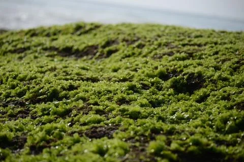 Moss covered the rocks on the beach Stock Photos