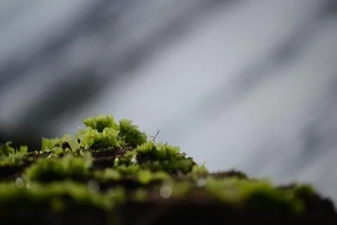 Moss covered the rocks on the beach Stock Photos