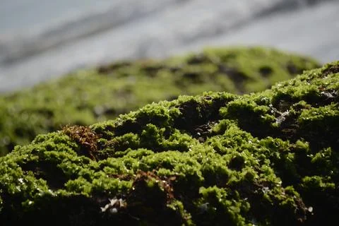 Moss covered the rocks on the beach Stock Photos