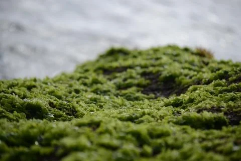 Moss covered the rocks on the beach Stock Photos