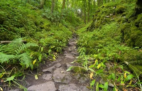 Moss covered rocks border a narrow woodland path in Derbyshire. Photos
