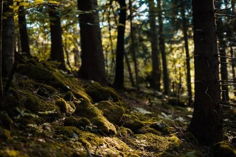 Moss covered rocks in dark forest, sunlight shining Stock Photos