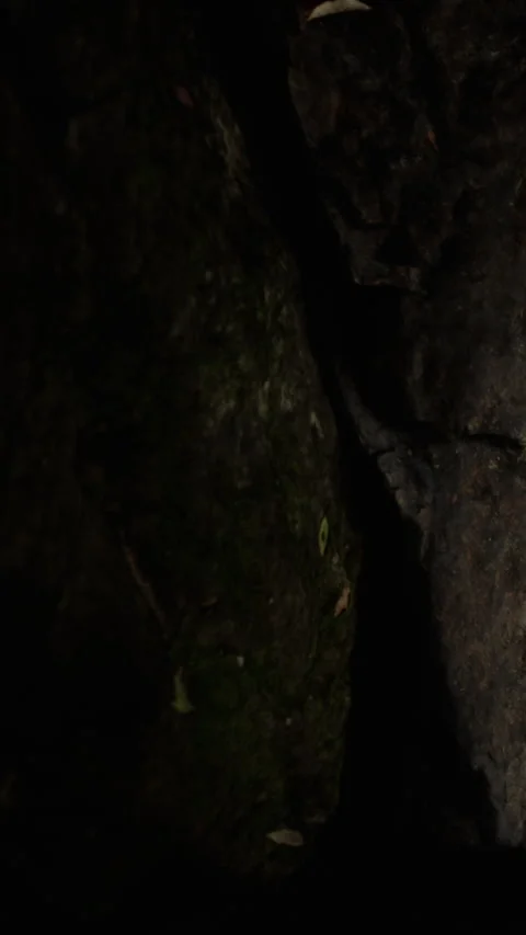 Moss covered rocks in a dimly lit forest during nighttime Stock Footage 346879221