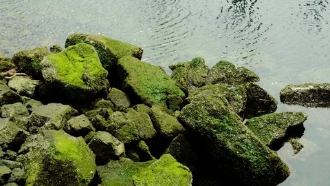 Moss covered rocks in Elliot's bay in Seattle Stock Footage 73498282