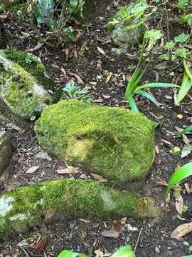Moss covered rocks in the forest Stock Photos
