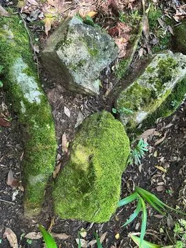 Moss covered rocks in a forest Stock Photos