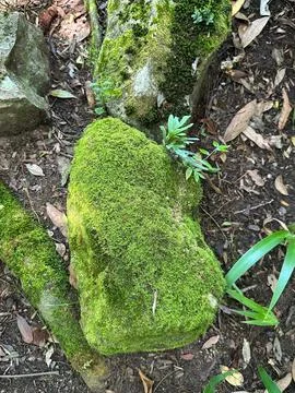 Moss covered rocks in the forest Stock Photos