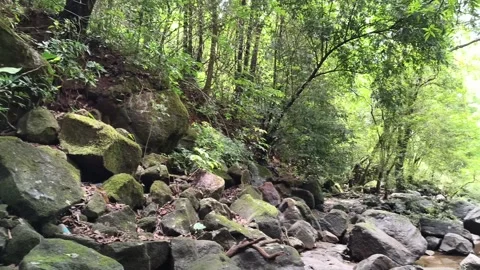 Moss-Covered Rocks Forest Stream Detail Shot Stock Footage 341017688