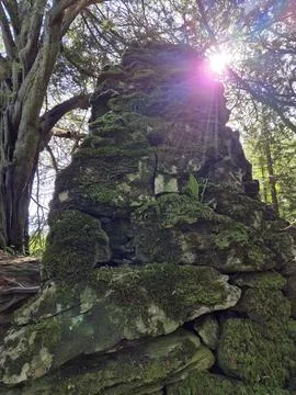 Moss covered rocks in forest with sun rays Stock Photos