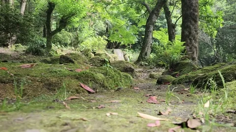 Moss-covered rocks line a serene forest trail 库存影片 337698897