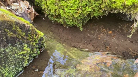Moss covered rocks loom over a small trickle of water in a forest creek Stock Footage 239491978