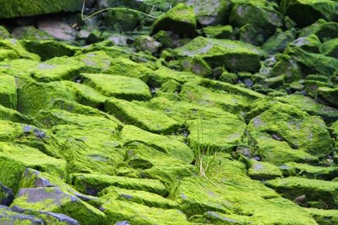 Moss covered rocks Stock Photos