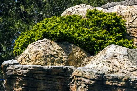 Moss covered rocks. Stock Photos