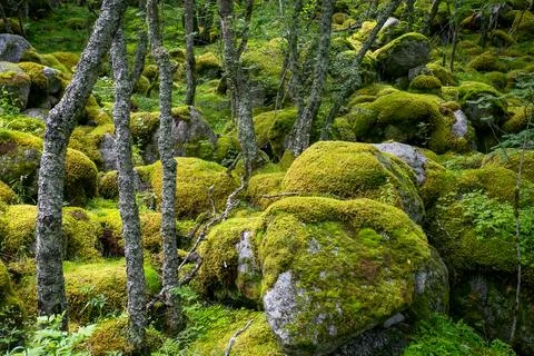Moss covered rocks Fotos Stock