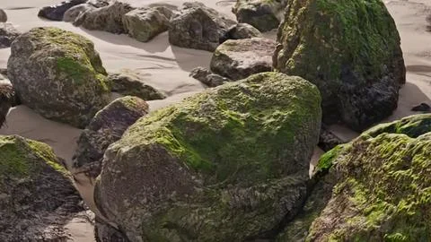 Moss-covered rocks on a sandy beach with water and shells Stock Photos