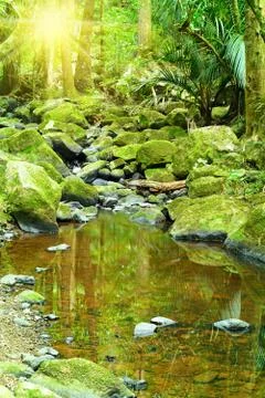 Moss covered rocks in a small forest stream ending in a shallow pool Stock Photos